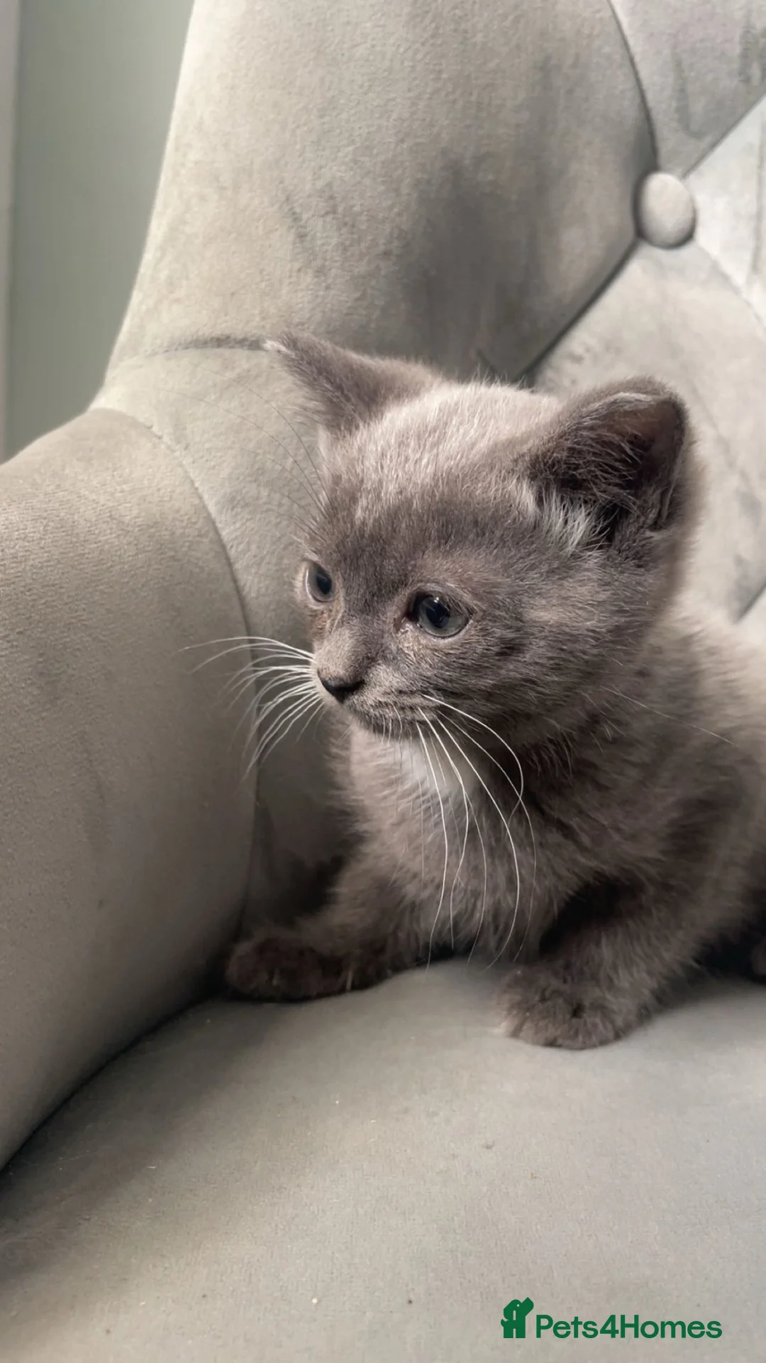 Scottish Fold cats for sale: purebred blue and lilac tortie Scottish folds  - Advert 1
