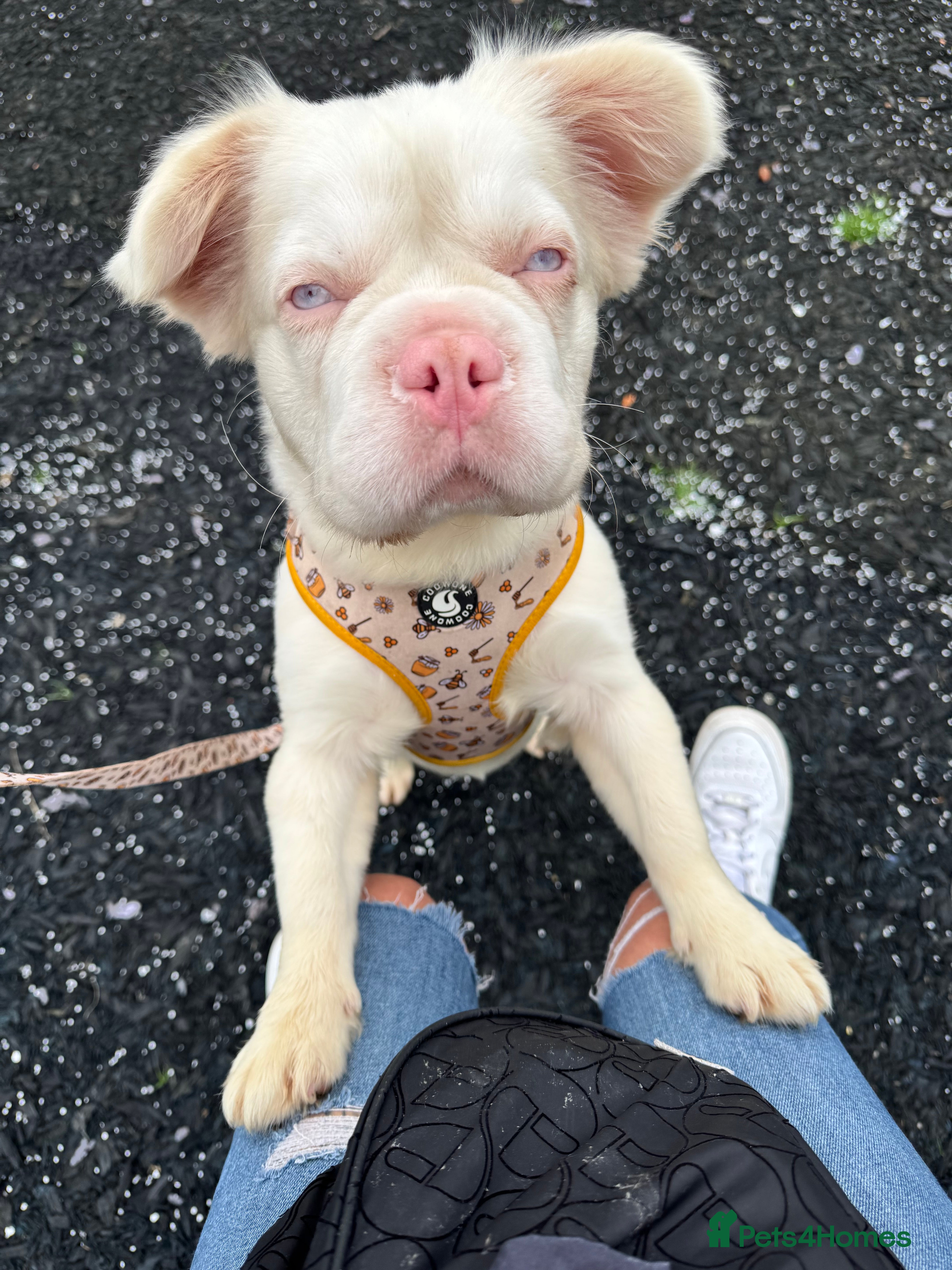 French Bulldog dogs Looking for a forever home x  - Advert 16