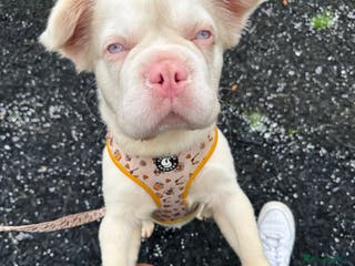 French Bulldog dogs Looking for a forever home x - Advert 17