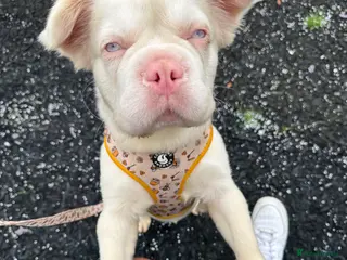 French Bulldog dogs Looking for a forever home x - Advert 23