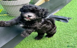 Maltipoo dogs for sale: 🩵Last Top Quality Rare Korean/Asian F1 Maltipoo🩵 in Bathgate - Image 8