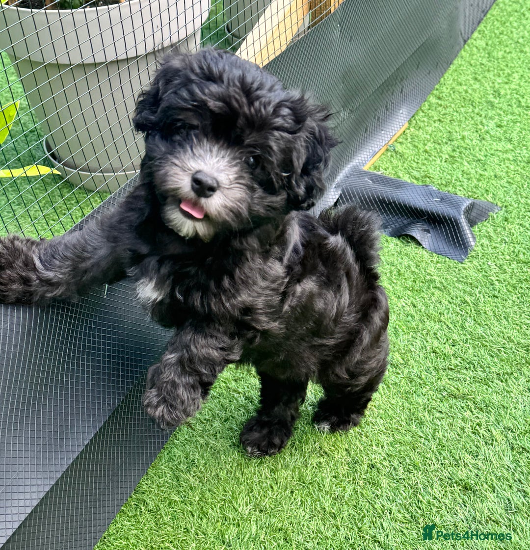 Maltipoo dogs for sale: 🩵Last Top Quality Rare Korean/Asian F1 Maltipoo🩵 in Bathgate - Image 8