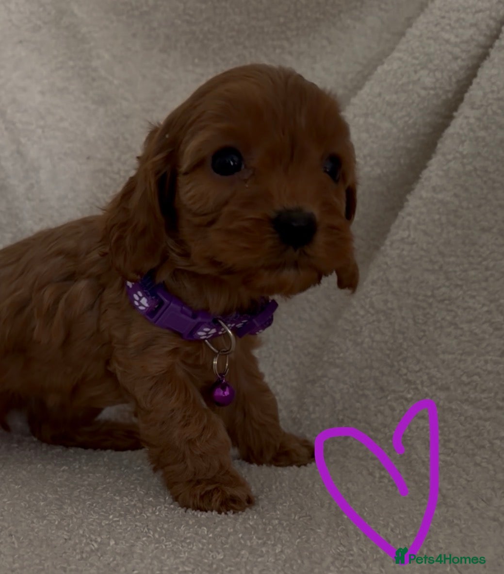 Cavapoo dogs F1 Cavapoo Puppies. 2 Boys 3 Girls 🐶🐾 - Advert 7
