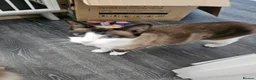 Snowshoe cats for sale: A VERY SPECIAL GIRL LOOKING FOR HER FOREVER HOME - Advert 8