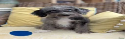 Bordoodle dogs for sale: Standard Bordoodle Puppies - Advert 12