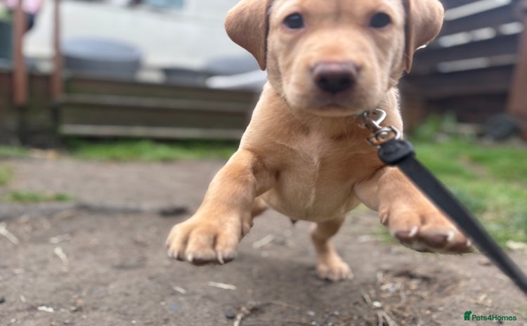Labrador Retriever dogs - Advert 6