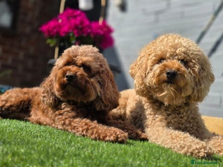 Cavapoo dogs Cavapoo's - Advert 8