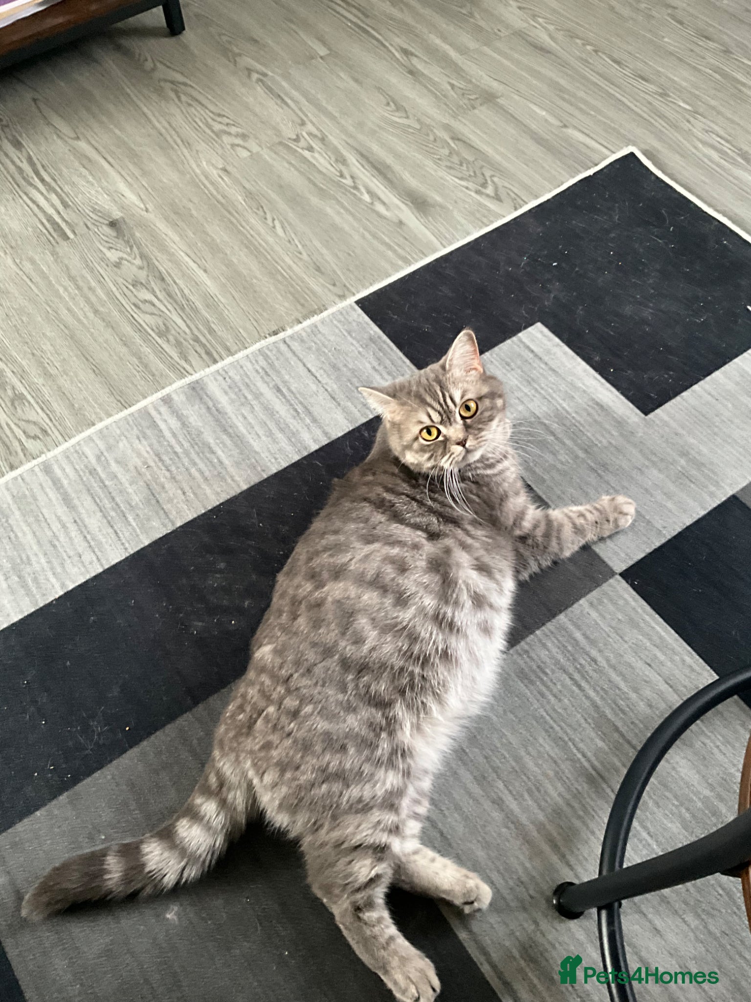 British Shorthair cats Pure breed from registered parents BLH / BSH - Advert 2