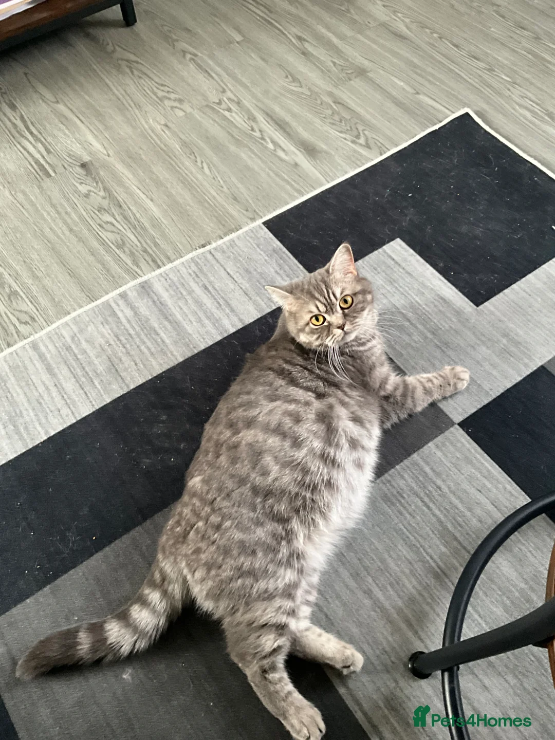 British Shorthair cats for sale: Pure breed from registered parents BLH / BSH - Advert 2