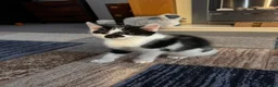 Mixed Breed cats for sale: 2 lovely male kittens left - Advert 4
