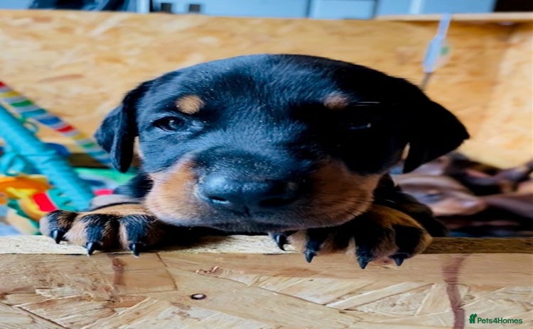 Dobermann dogs - Advert 1