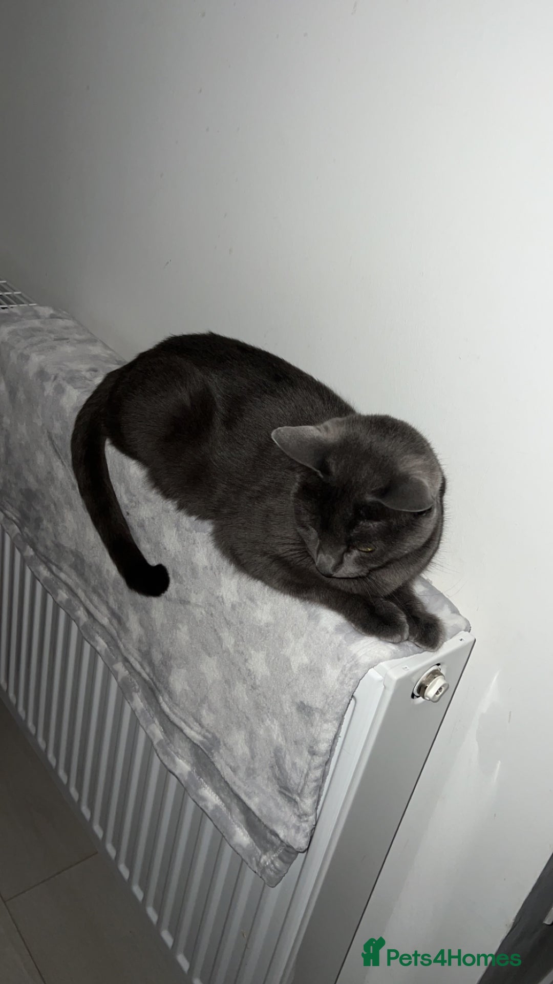Russian Blue cats for sale: Cats for sale  - Image 3