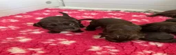 Cocker Spaniel dogs for sale: Cocker Spaniel Puppies For Sale in Bridgend - Advert 11