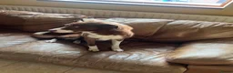 Border Collie dogs for stud: Border collie /red stud dog  in Gainsborough - Advert 3