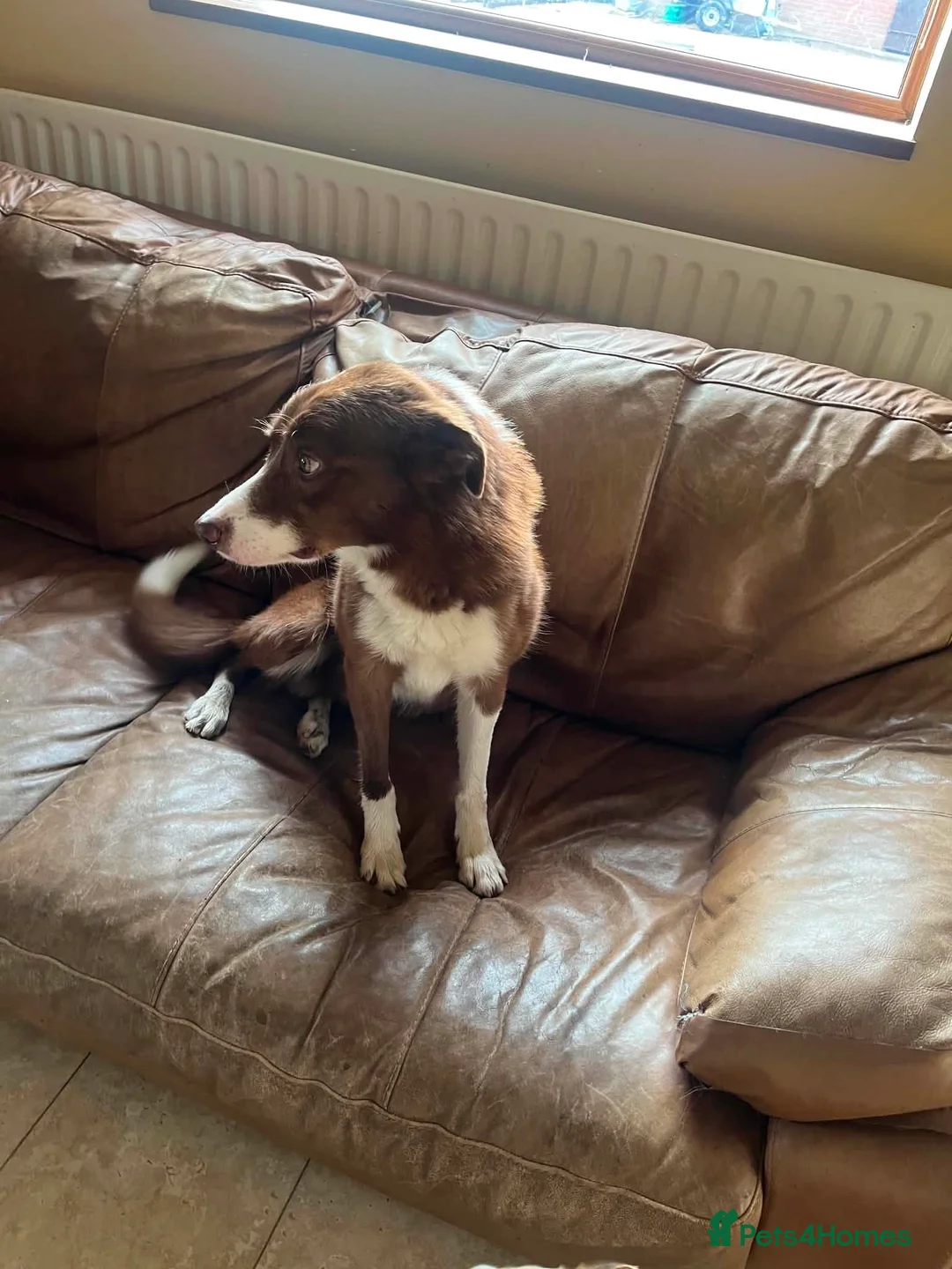 Border Collie dogs for stud: Border collie /red stud dog  in Gainsborough - Advert 3