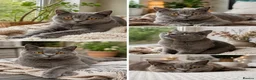 British Shorthair cats for sale: British Shorthair  - Advert 2