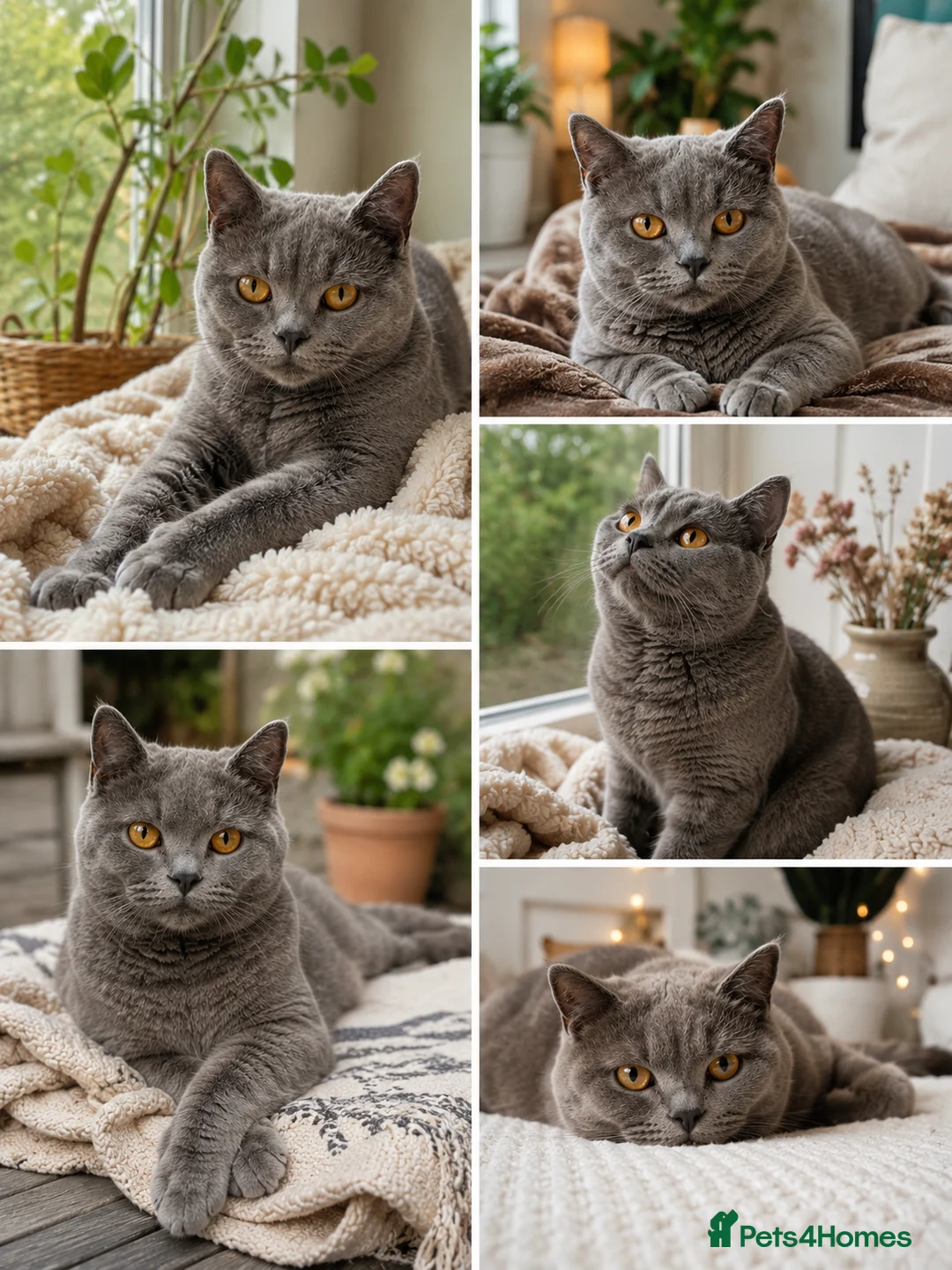 British Shorthair cats for sale: British Shorthair  - Advert 2
