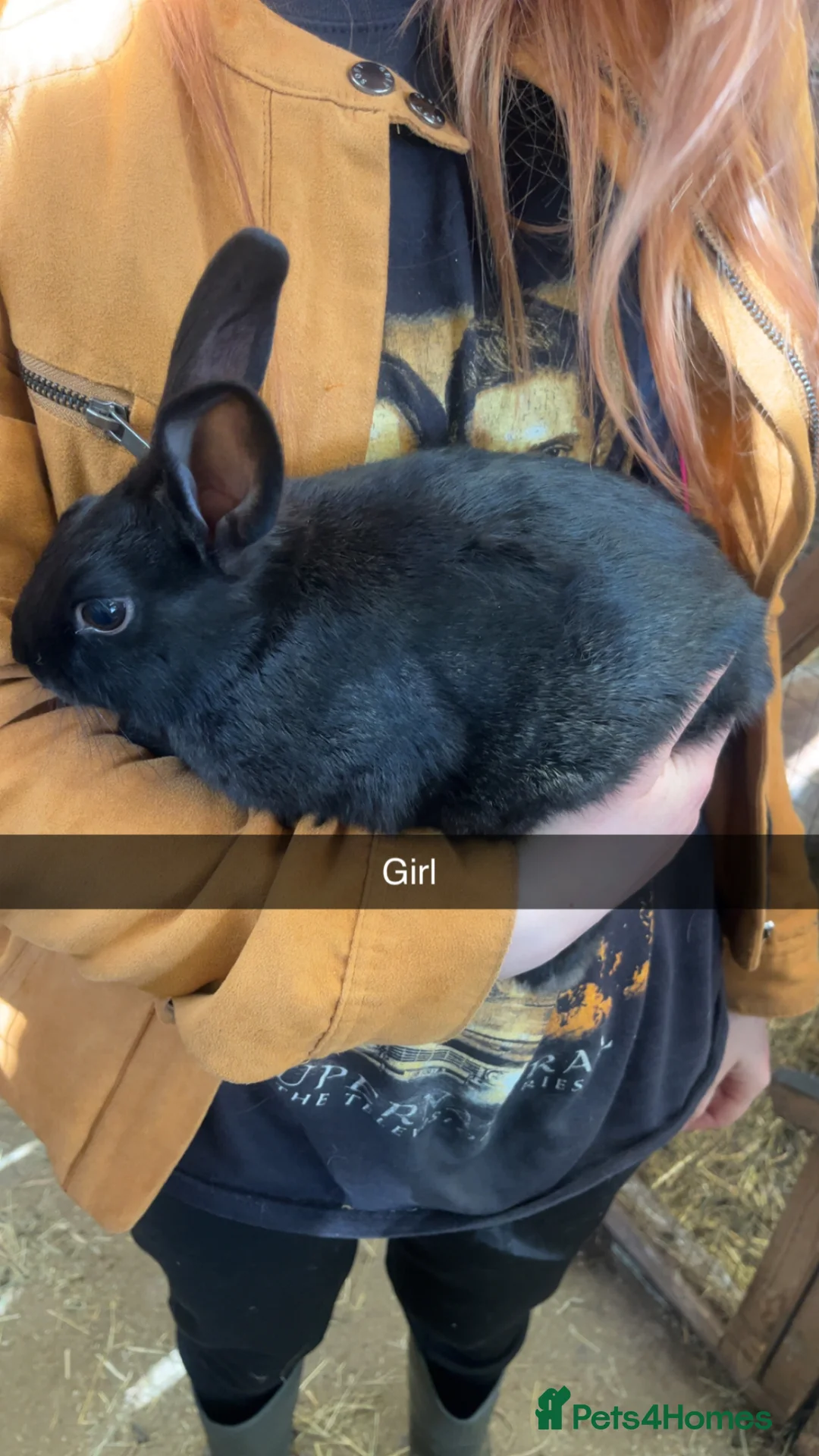 Mixed Breed rabbits for sale: Mixed dutch x rex  - Advert 5