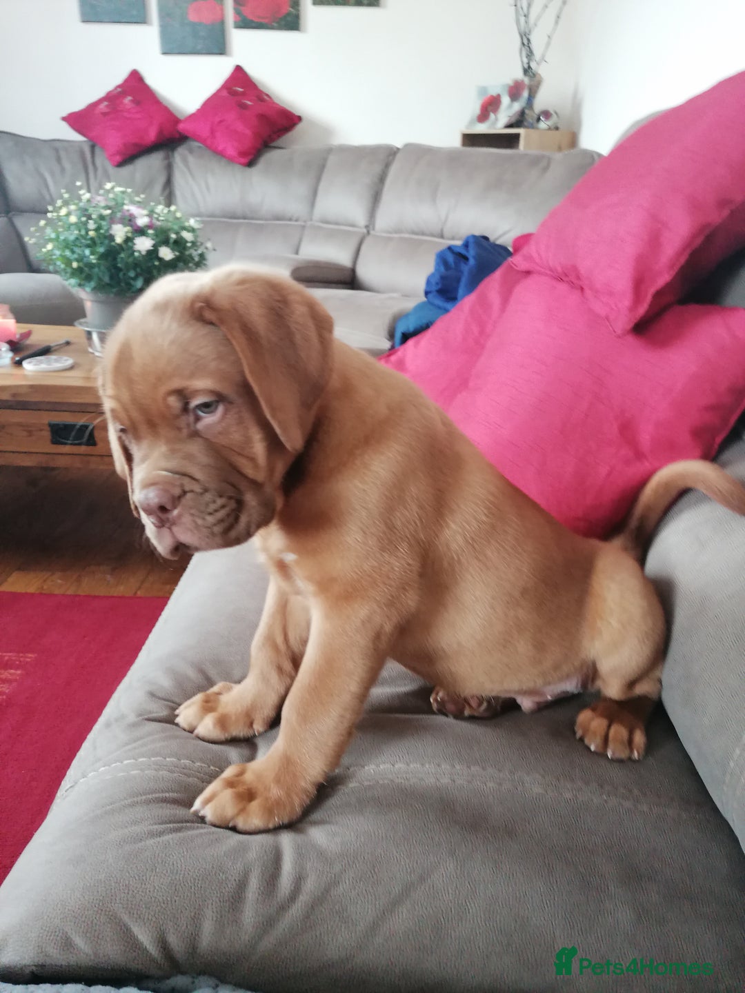 Dogue De Bordeaux dogs for sale: Gorgeous DOUGUE Babies - Image 12