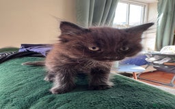 British Longhair cats for sale: 4 beautiful kittens - Image 3