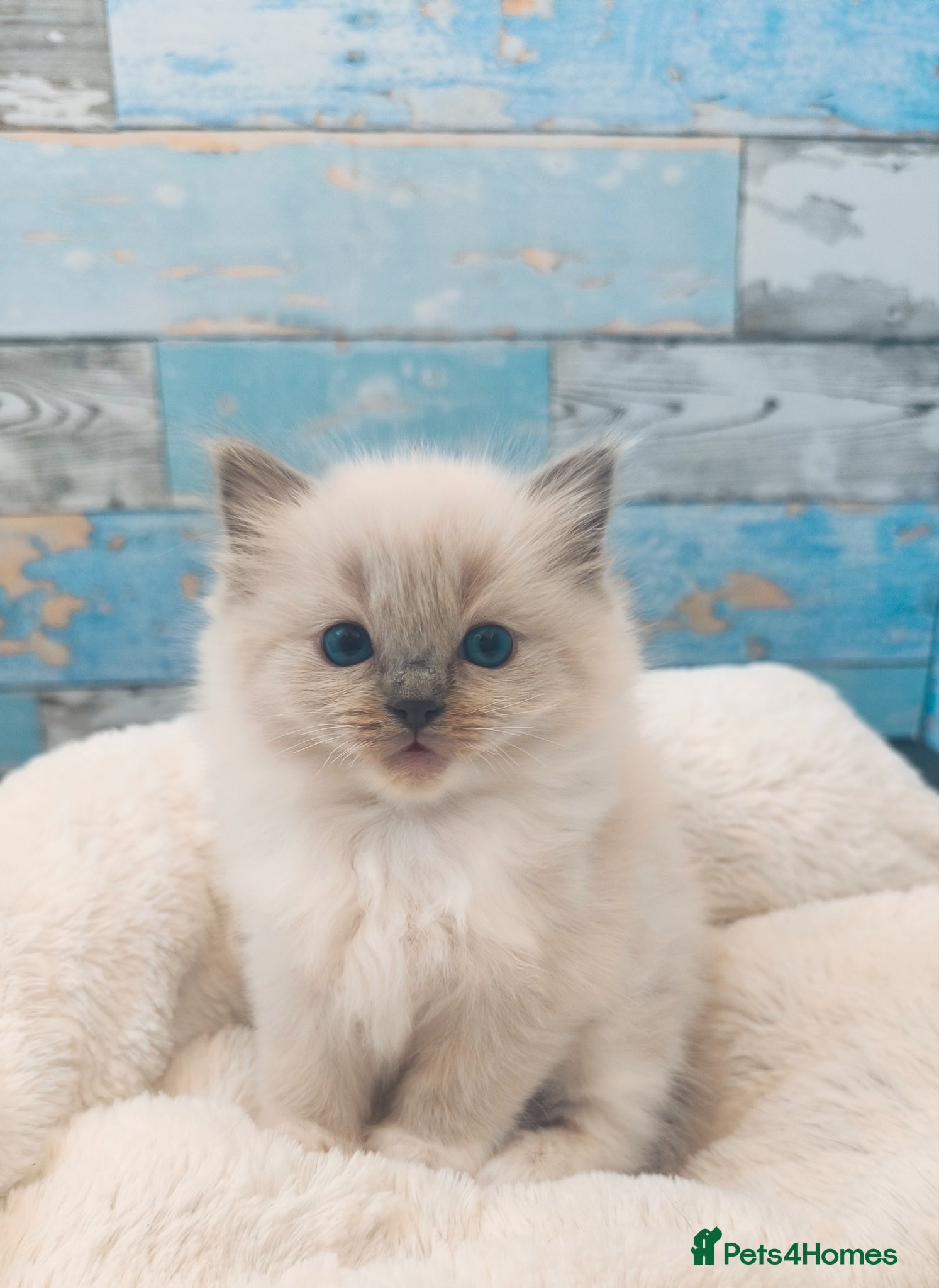 Ragdoll cats for sale: Beautiful ragdolls are looking for a forever home  - Advert 9