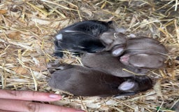 Mini Lop rabbits for sale: Mini lop - Image 4