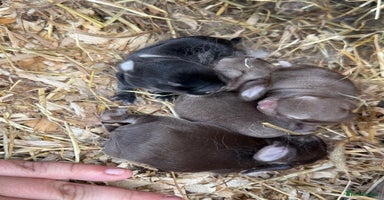 Mini Lop rabbits - Advert 6