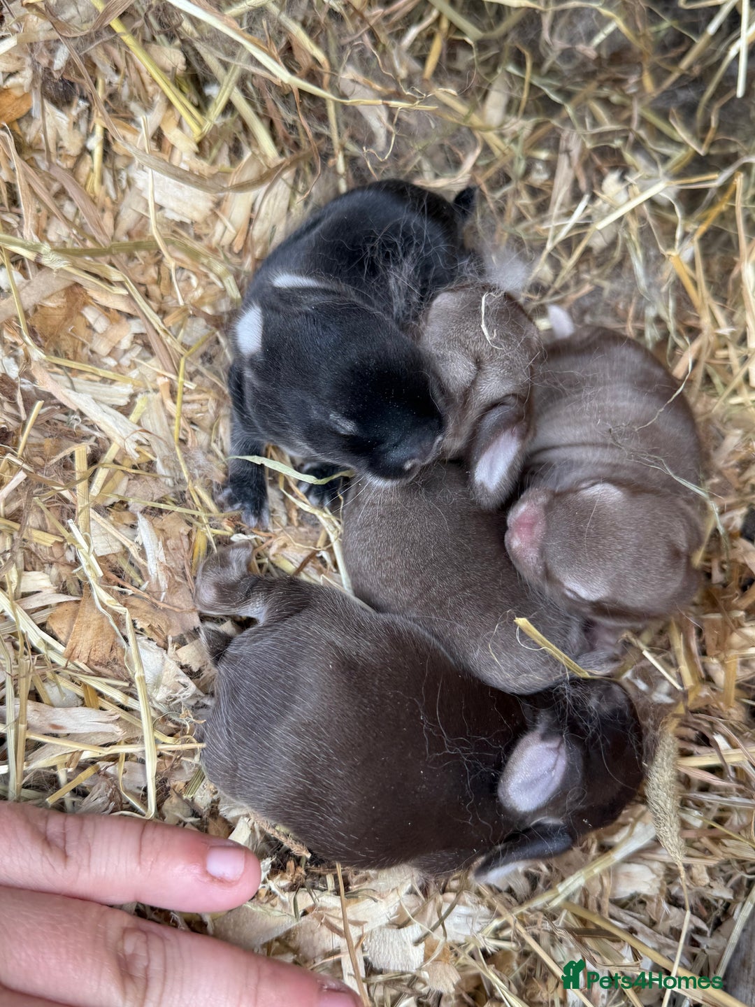 Mini Lop rabbits for sale: Mini lop - Image 4