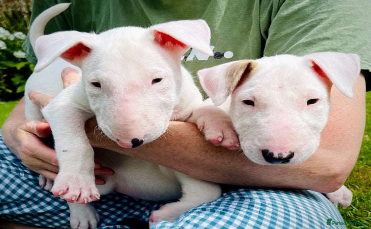 English Bull Terrier dogs - Advert 3