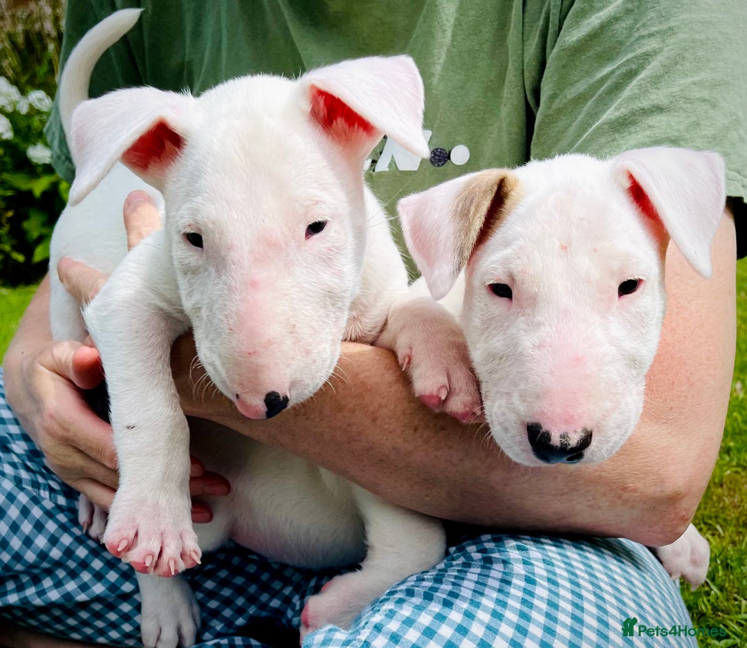 English Bull Terrier dogs for sale: Beaverden Kid Galahad aka Elvis - Image 1