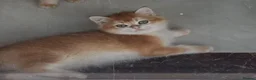 British Shorthair cats for sale: 1 boy left!Golden shaded British Shorthair kittens - Advert 4