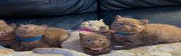 British Shorthair cats for sale: Stunning chocolate kittens available  - Advert 5