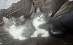 British Longhair cats for sale: Stunning British Shorthair x Siberian Kittens  - Image 5