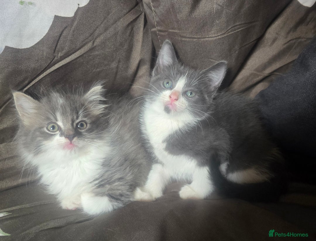 British Longhair cats for sale: Stunning British Shorthair x Siberian Kittens  - Image 5
