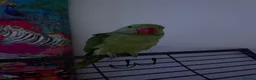 Parrots birds for sale: Beautiful baby Alexandrine parrot in Birmingham - Advert 2