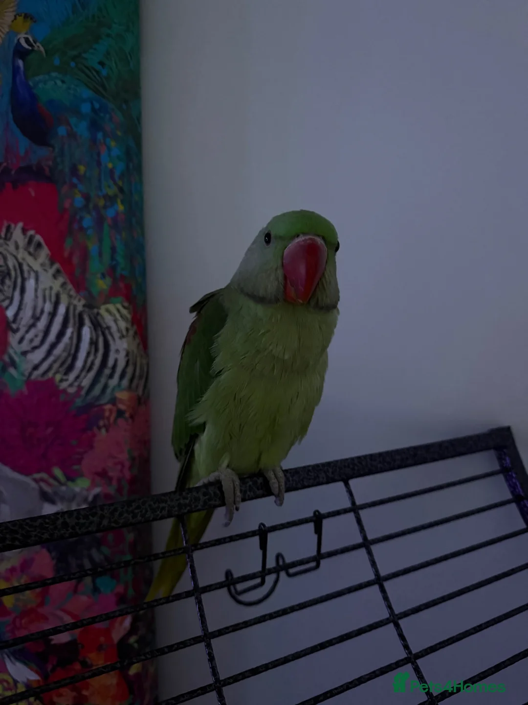 Parrots birds for sale: Beautiful baby Alexandrine parrot in Birmingham - Advert 2