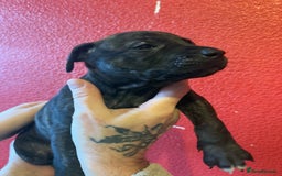 Mixed Breed dogs for sale: Staffordshire cross puppies  - Image 19