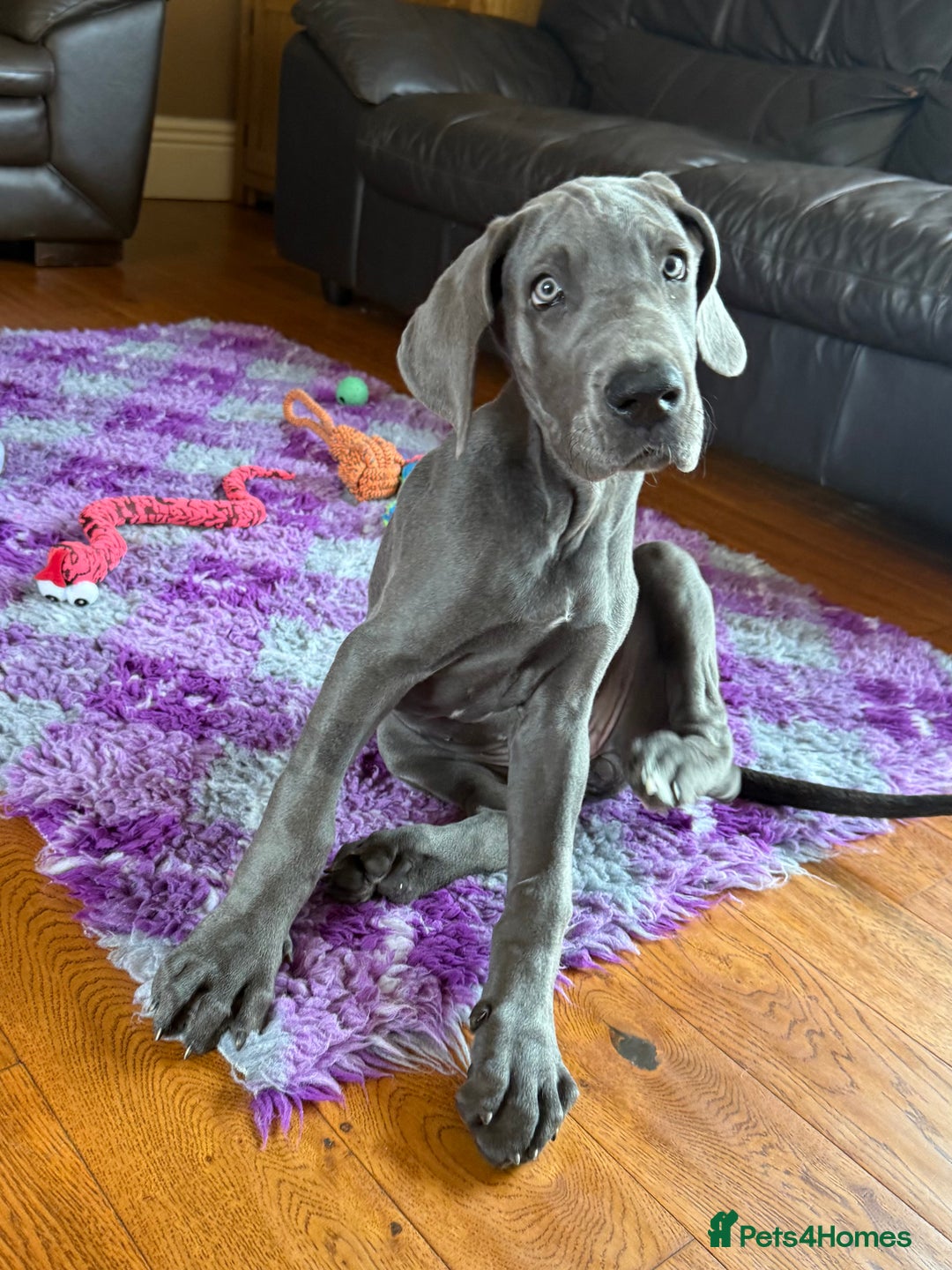 Great Dane dogs for sale: Beautiful Blue bred for Health and Temperament  in Worksop - Image 4