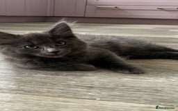 Ragcoon cats for sale: Beautiful ragcoon kittens - Image 13
