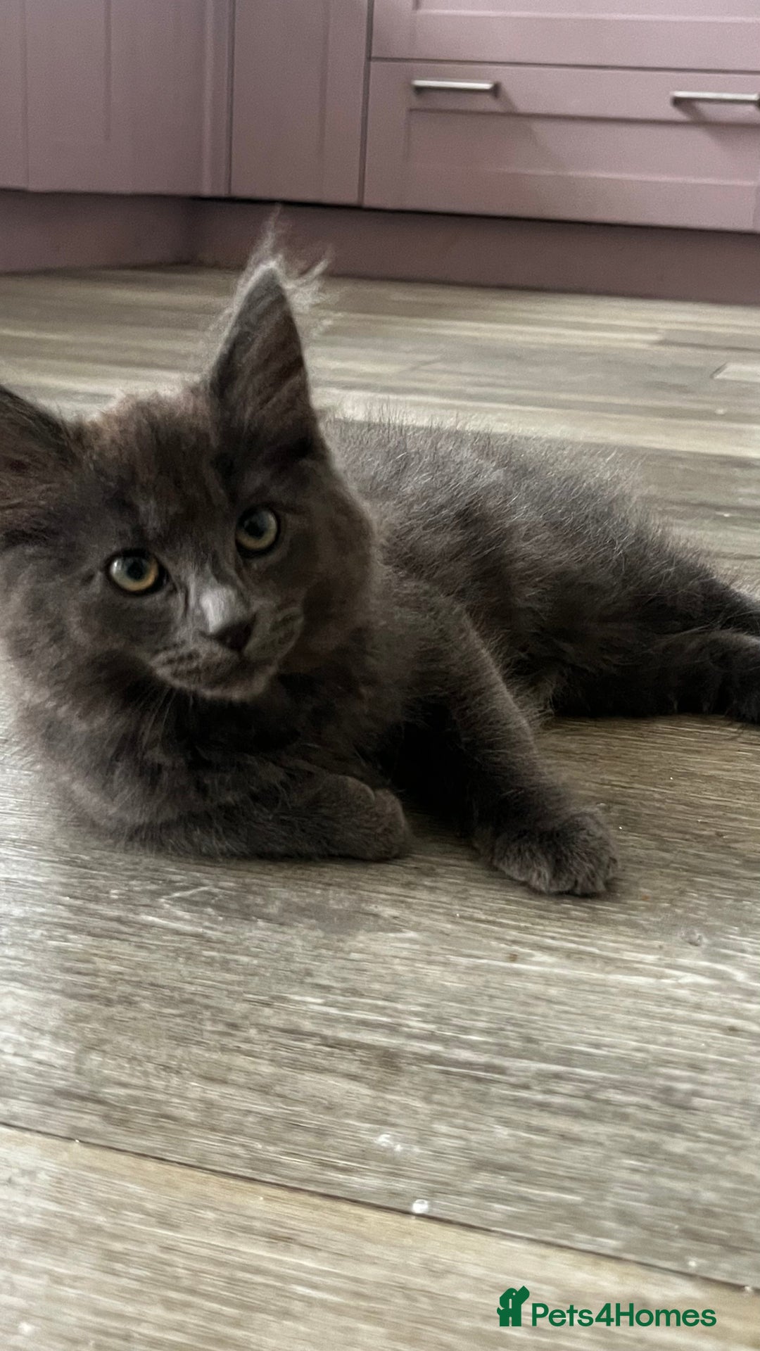 Ragcoon cats for sale: Beautiful ragcoon kittens - Image 13