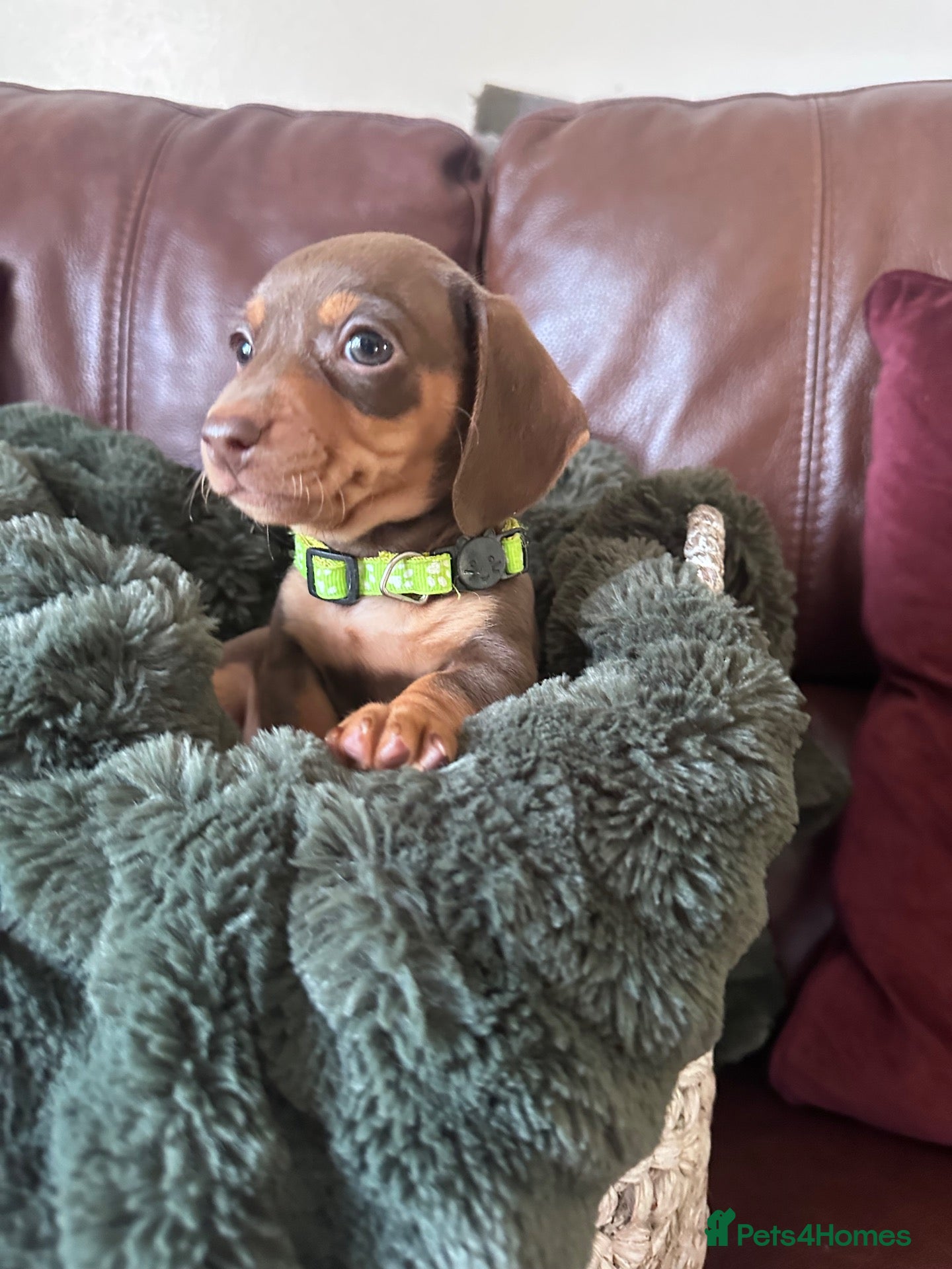 Miniature Dachshund dogs Beautiful chocolate mini dachshund puppy’s   - Advert 4