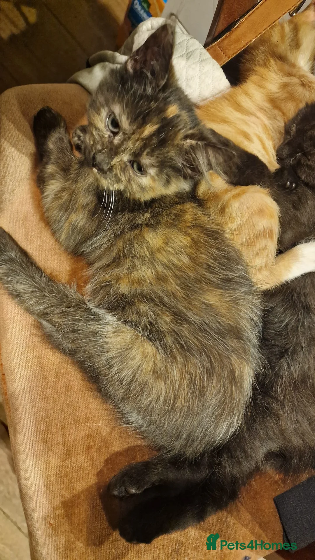 Mixed Breed cats for sale: Kittens for sale - Advert 10