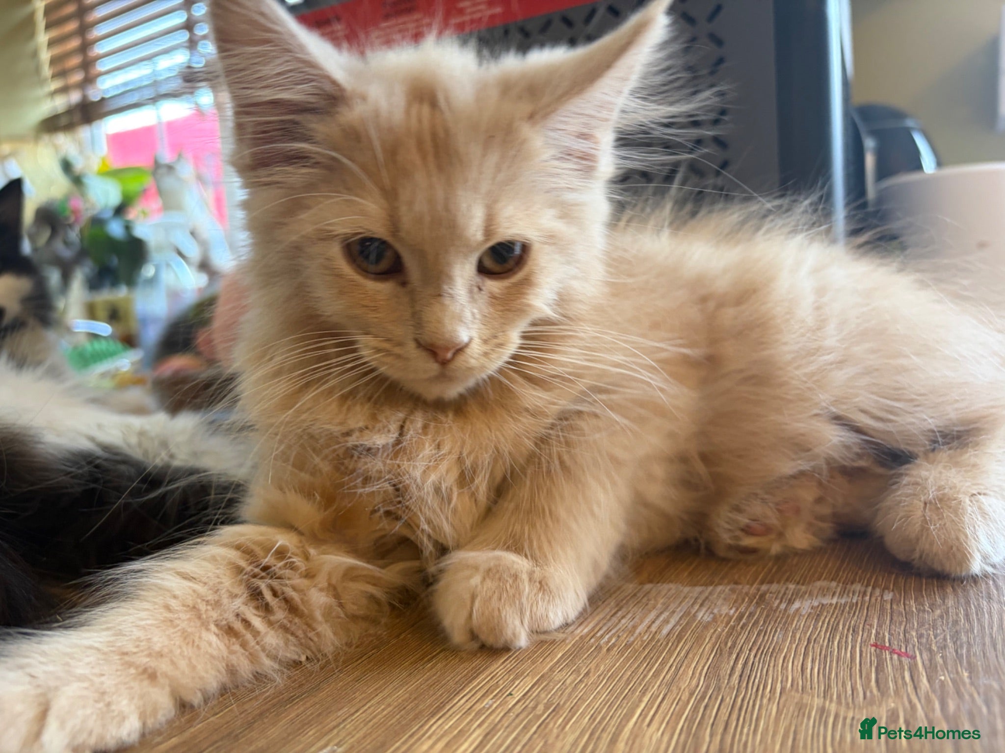 Maine Coon cats Gorgeous ChampionRussian line XL Mainecoon kittens - Advert 1