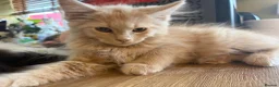 Maine Coon cats for sale: Gorgeous ChampionRussian line XL Mainecoon kittens - Advert 6