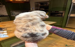 Border Collie dogs for sale: Beautiful Red Merle & Red Border Collie Puppies - Advert 9