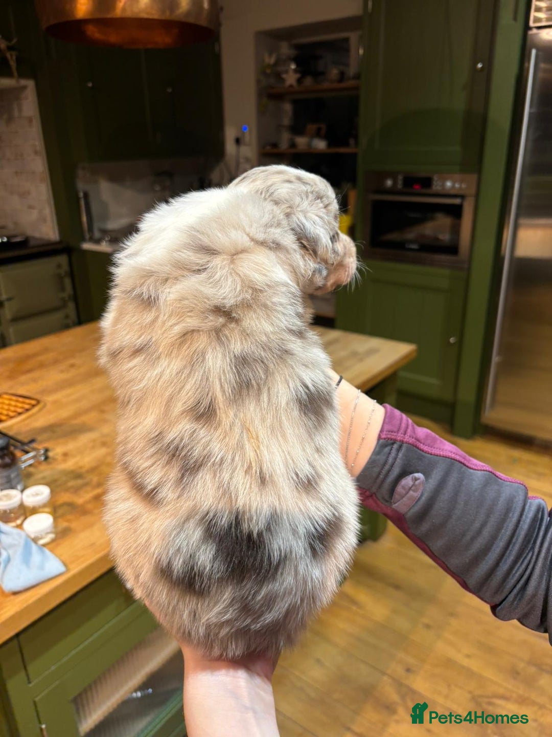 Border Collie dogs for sale: Beautiful Red Merle & Red Border Collie Puppies - Advert 9