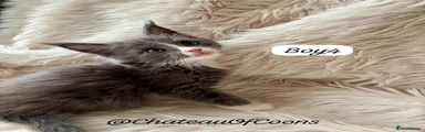Maine Coon Boy 4