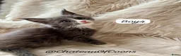 Maine Coon cats for sale: Blue Smoke Maine Coon Kittens - Registered - Advert 12
