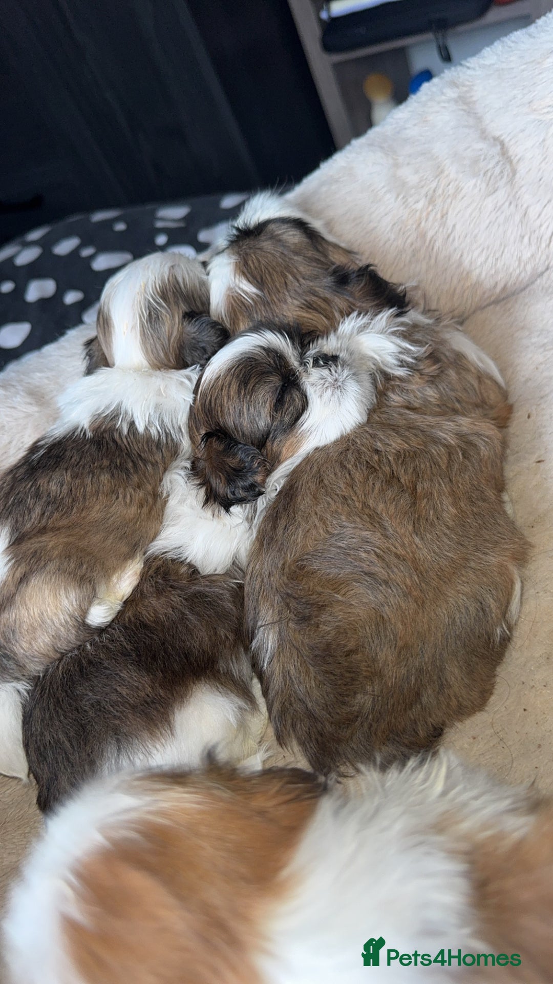 Shih Tzu dogs for sale: Three Beautiful male Shih tzu puppies  - Image 1