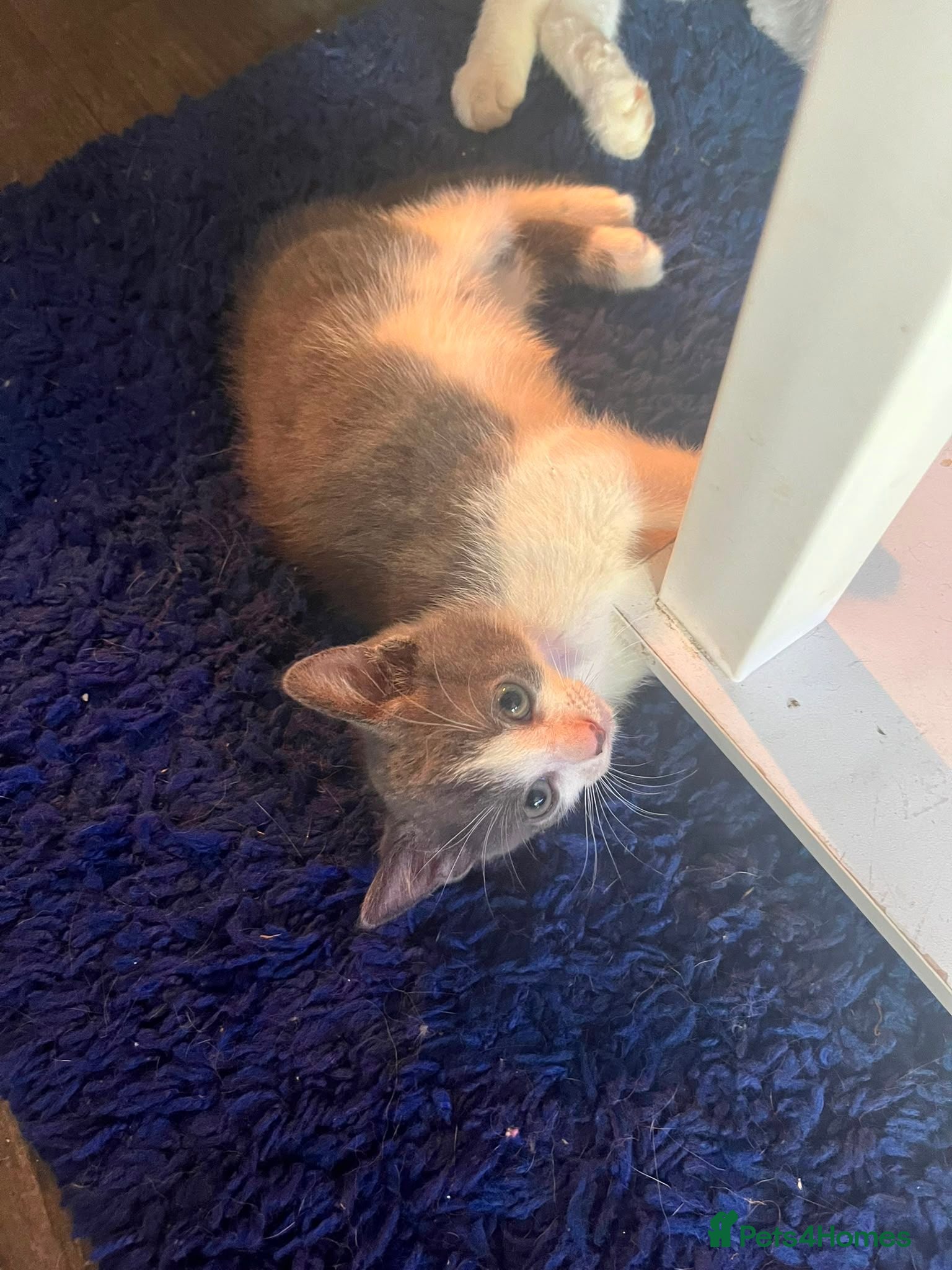 Mixed Breed cats 2 kittens for sale - Advert 14
